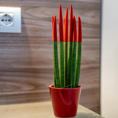 Casa Don Mimi Apartamento