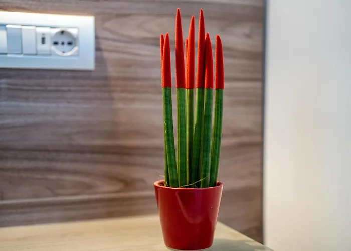 Casa Don Mimi Apartament